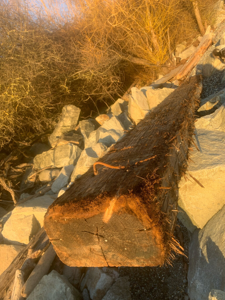 a large rock formation (MyCoast AI)