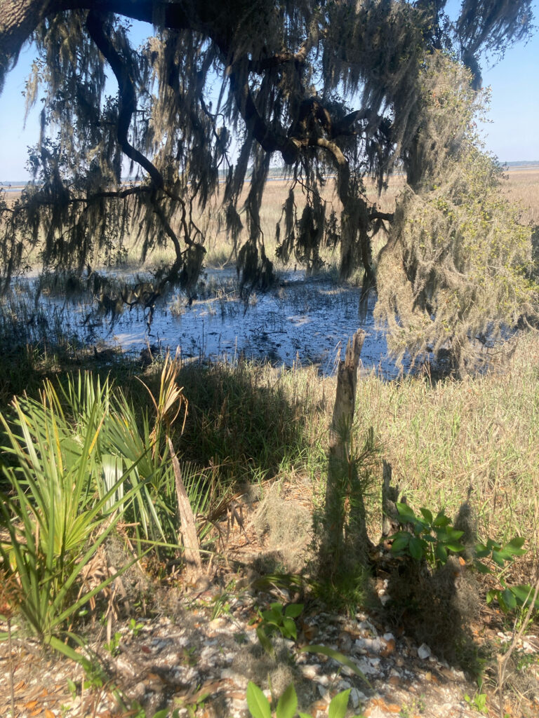 a river with a tree (MyCoast AI)
