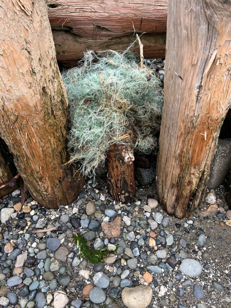 a tree stump in a rocky area (MyCoast AI)