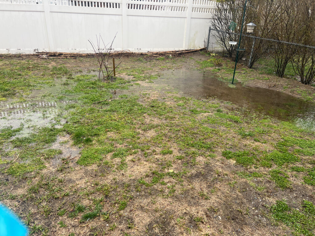 a small tree in a yard (MyCoast AI)