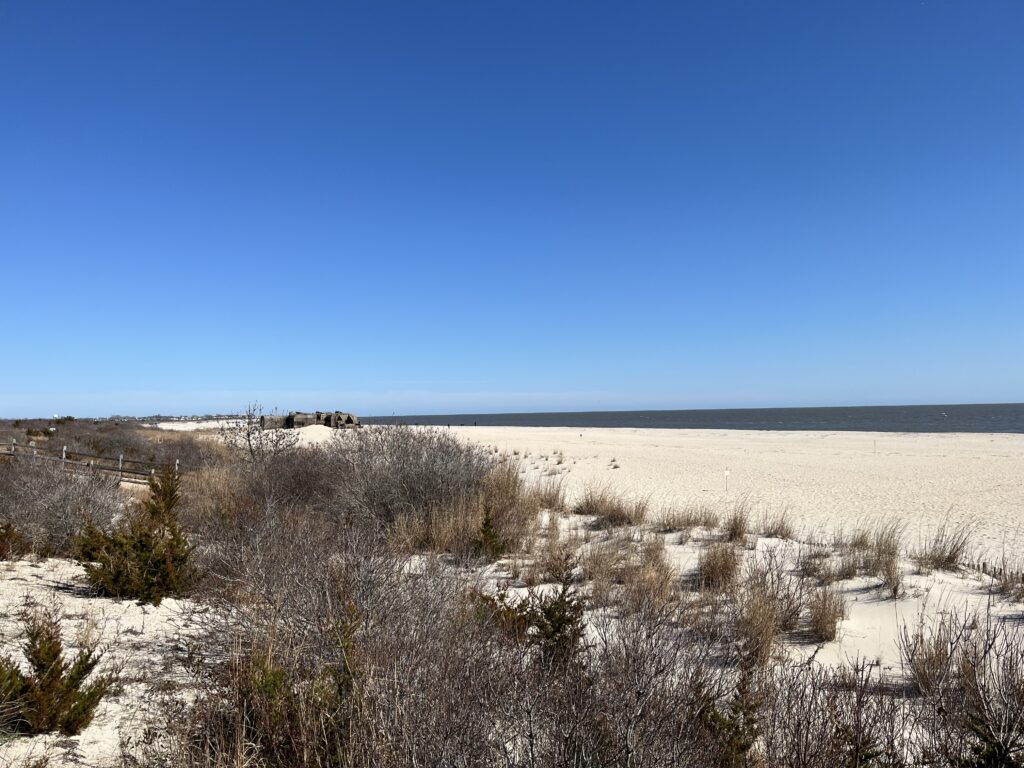 a field of dry grass (MyCoast AI)