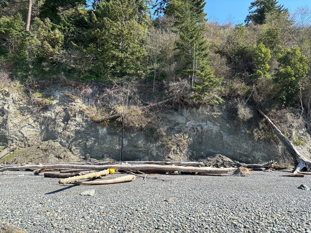 a large pile of logs on a beach (MyCoast AI)