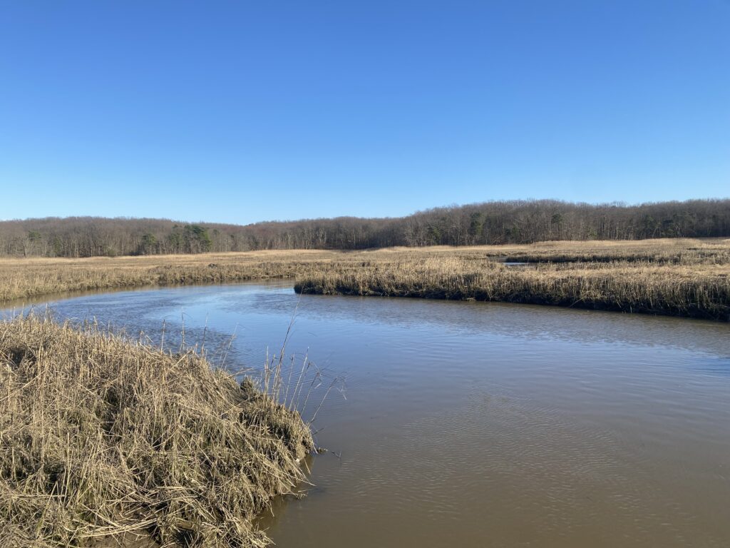 a river with grass and trees (MyCoast AI)