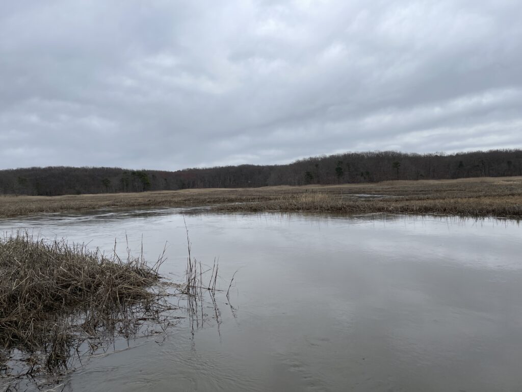 a lake with trees in the background (MyCoast AI)