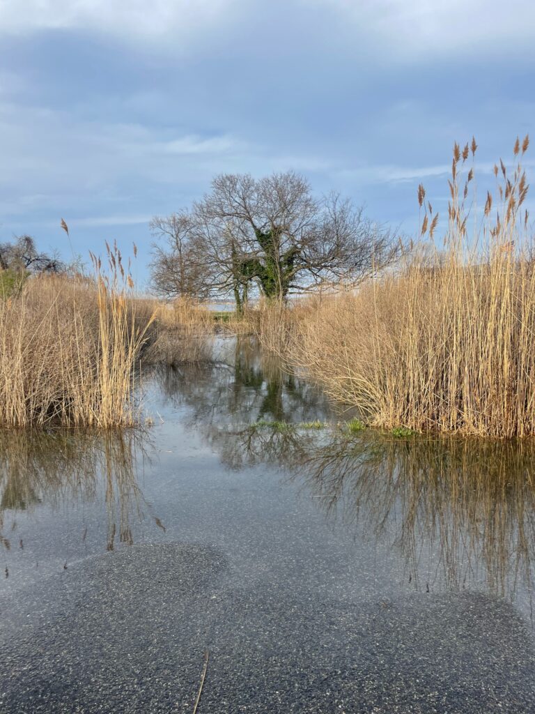 a body of water with tall grass and trees around it (MyCoast AI)