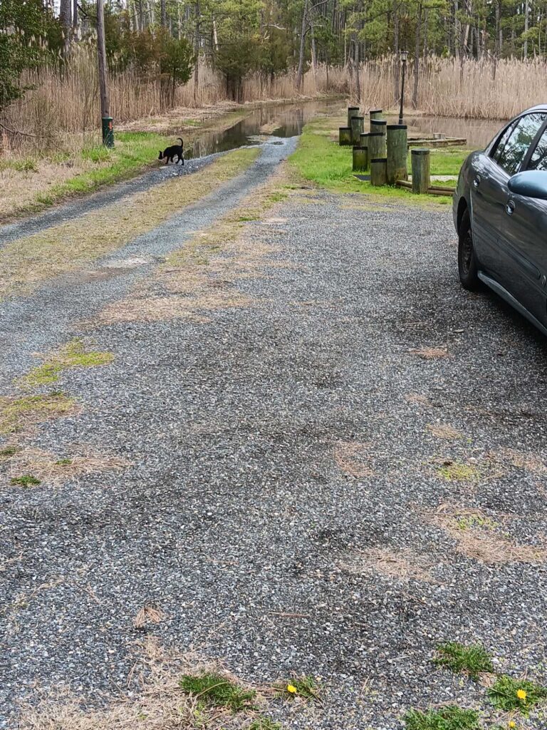a dog walking on a gravel road (MyCoast AI)