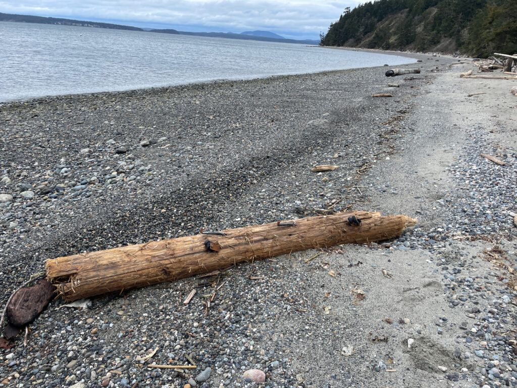 a log on a beach (MyCoast AI)