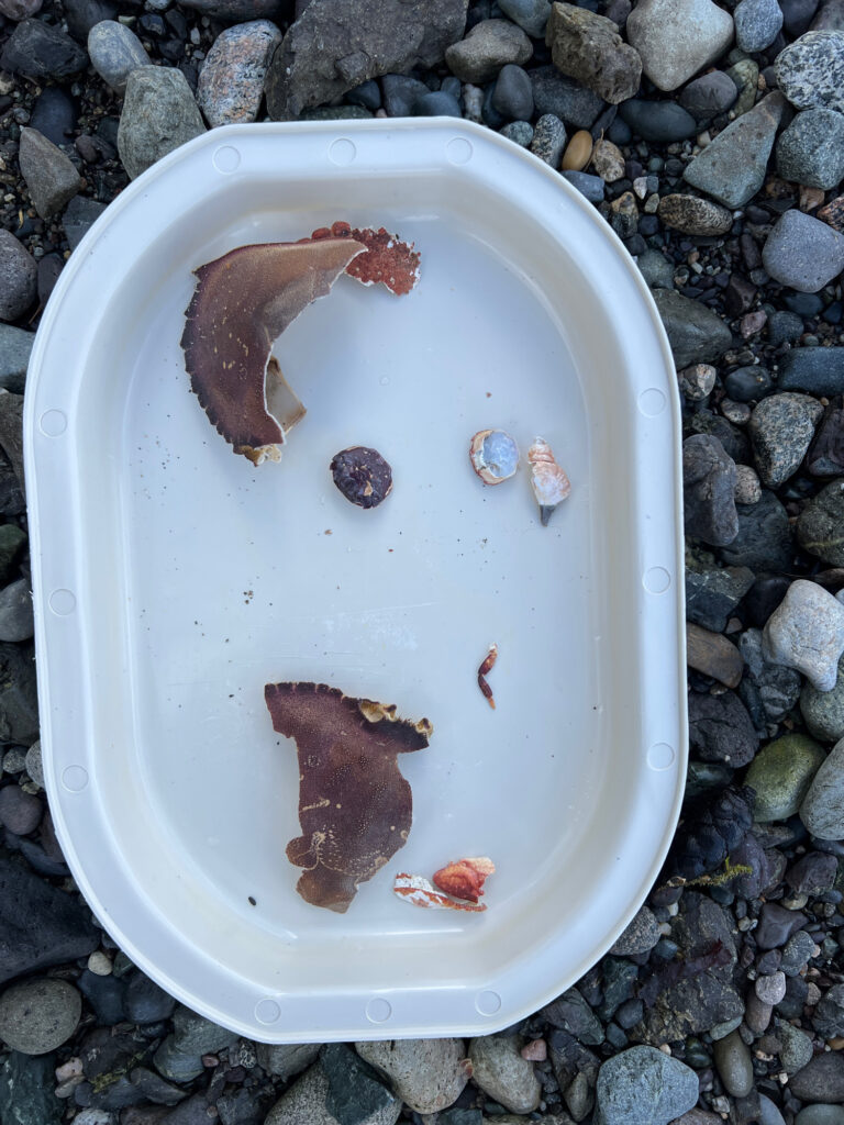 a plate of food (MyCoast AI)