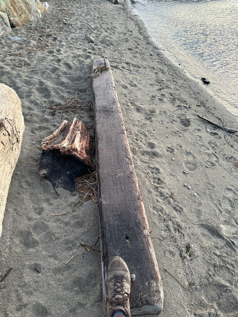 a log on the ground (MyCoast AI)