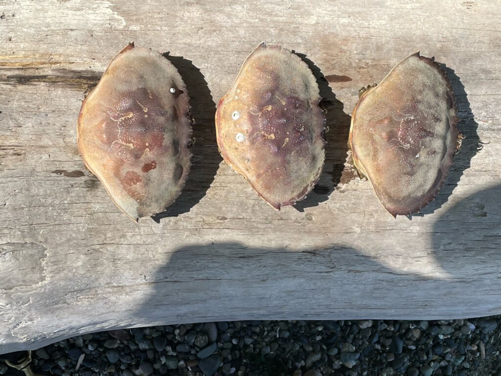 a group of brown objects (MyCoast AI)
