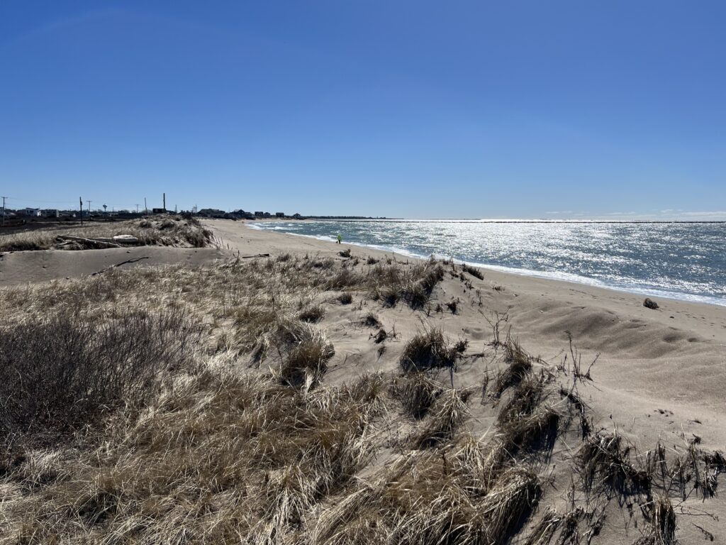 a sandy beach with bushes and water (MyCoast AI)