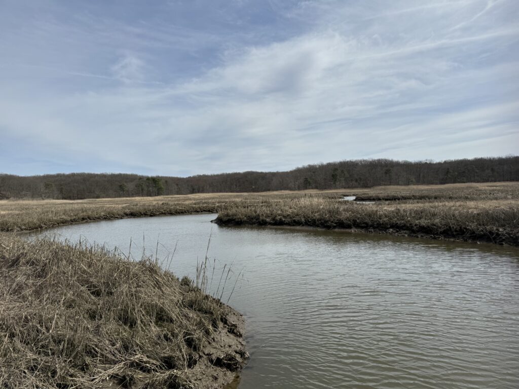 a river with a field and trees in the background (MyCoast AI)