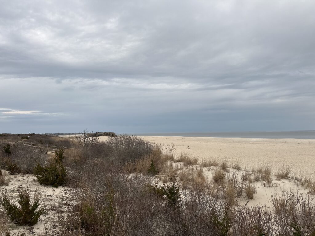a field of dry grass (MyCoast AI)