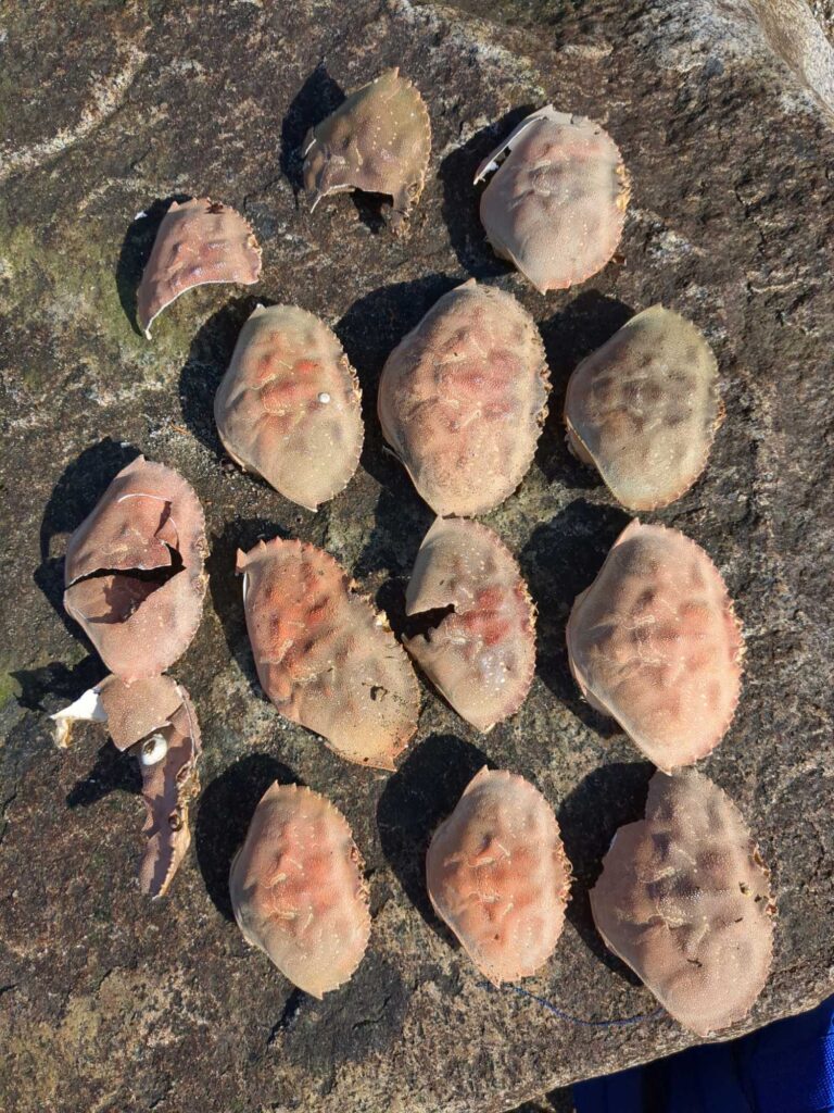 a group of rocks (MyCoast AI)