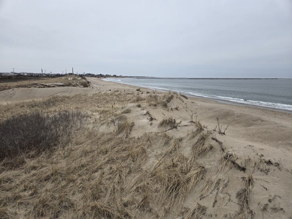 a sandy beach with water and plants (MyCoast AI)