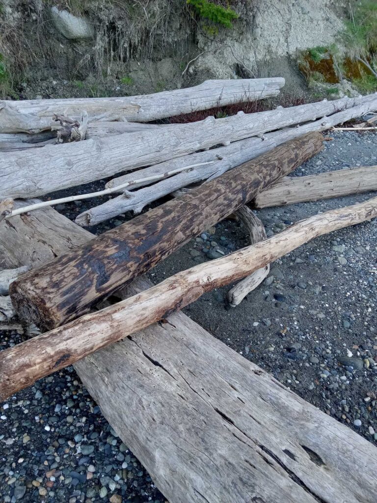 a group of logs (MyCoast AI)