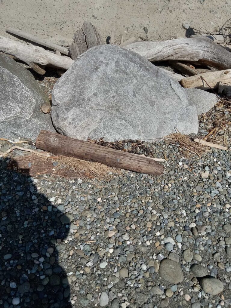 a lizard on a rock (MyCoast AI)