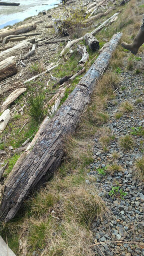 a log on the ground (MyCoast AI)