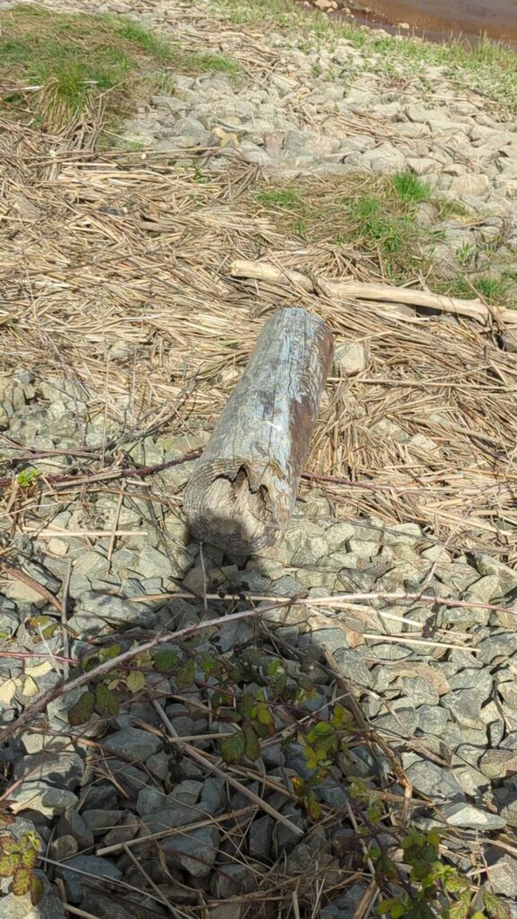 a tree trunk in a pile of rocks (MyCoast AI)