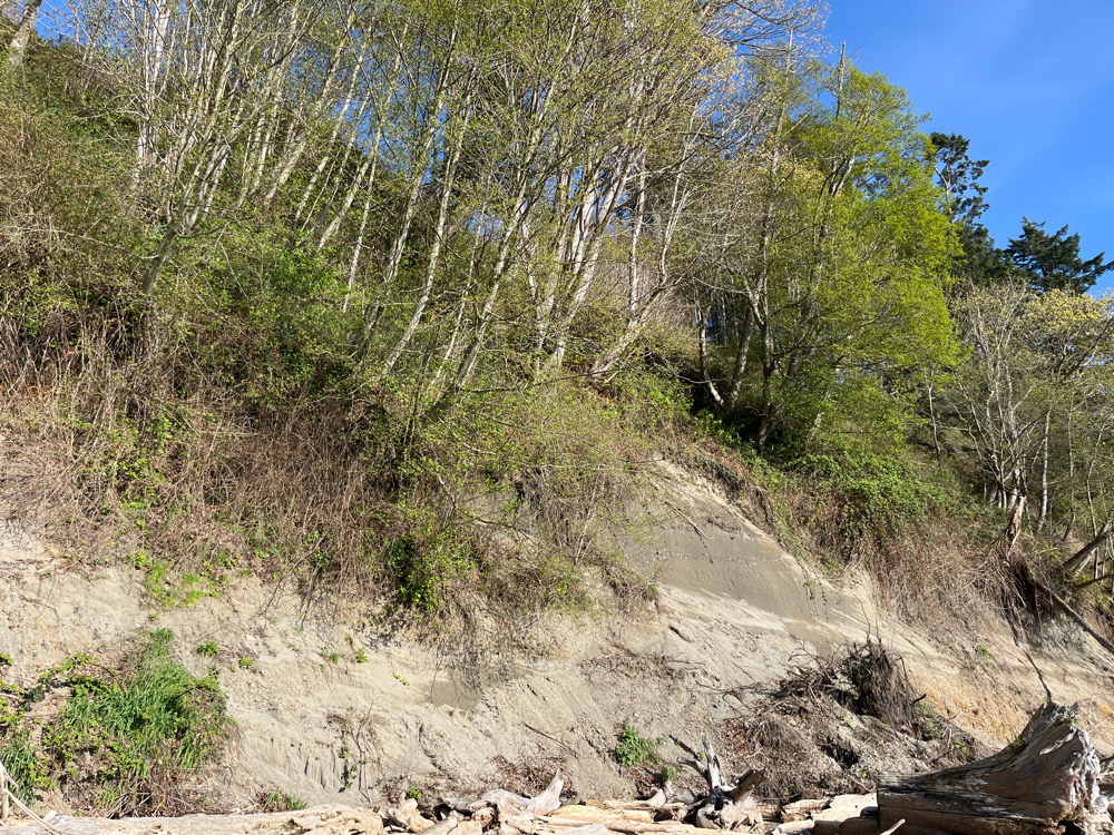 a dirt hill with trees on it (MyCoast AI)