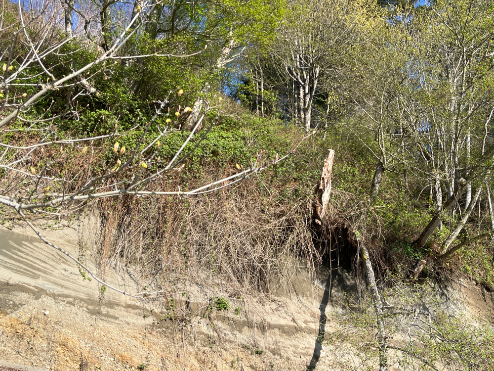 a tree with no leaves (MyCoast AI)
