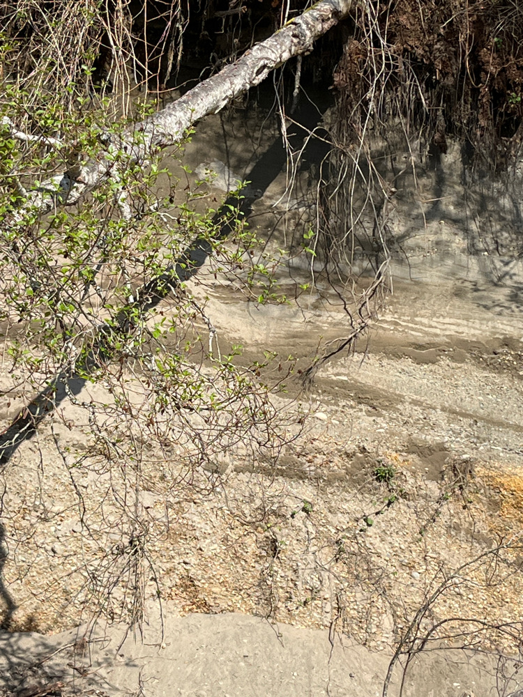 a dirt path with trees on the side (MyCoast AI)