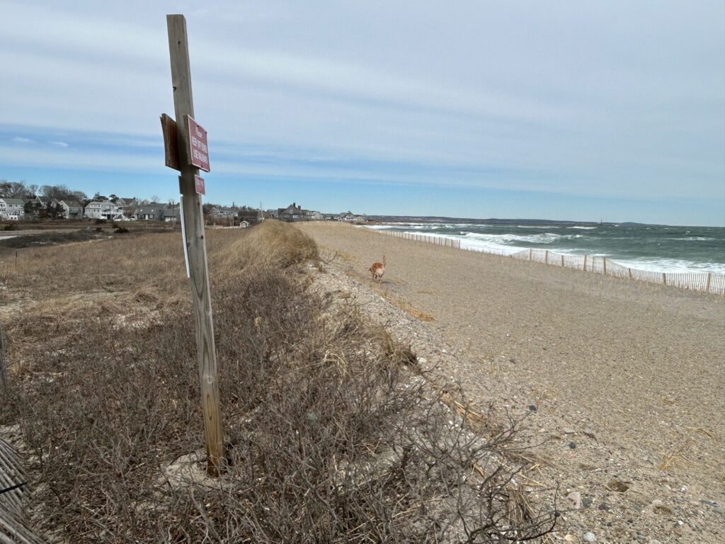 a dog on a beach (MyCoast AI)