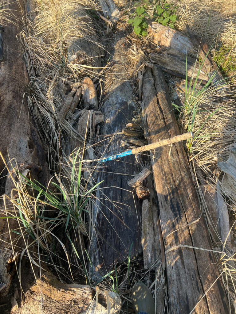 a tree stump with a stick in it (MyCoast AI)