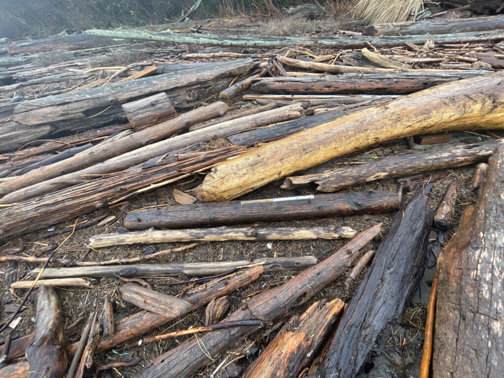 a close-up of a wood (MyCoast AI)