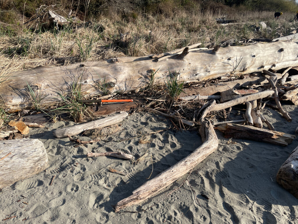 a pile of wood and sticks (MyCoast AI)