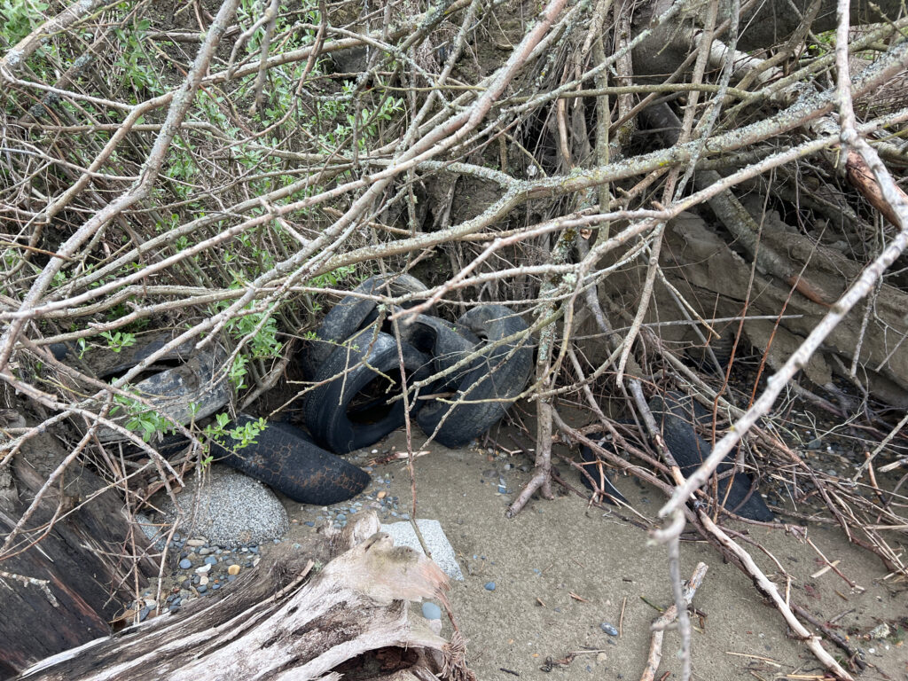 a snake in a tree (MyCoast AI)