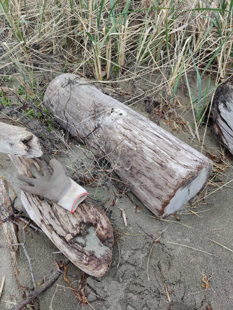 a log on the ground (MyCoast AI)