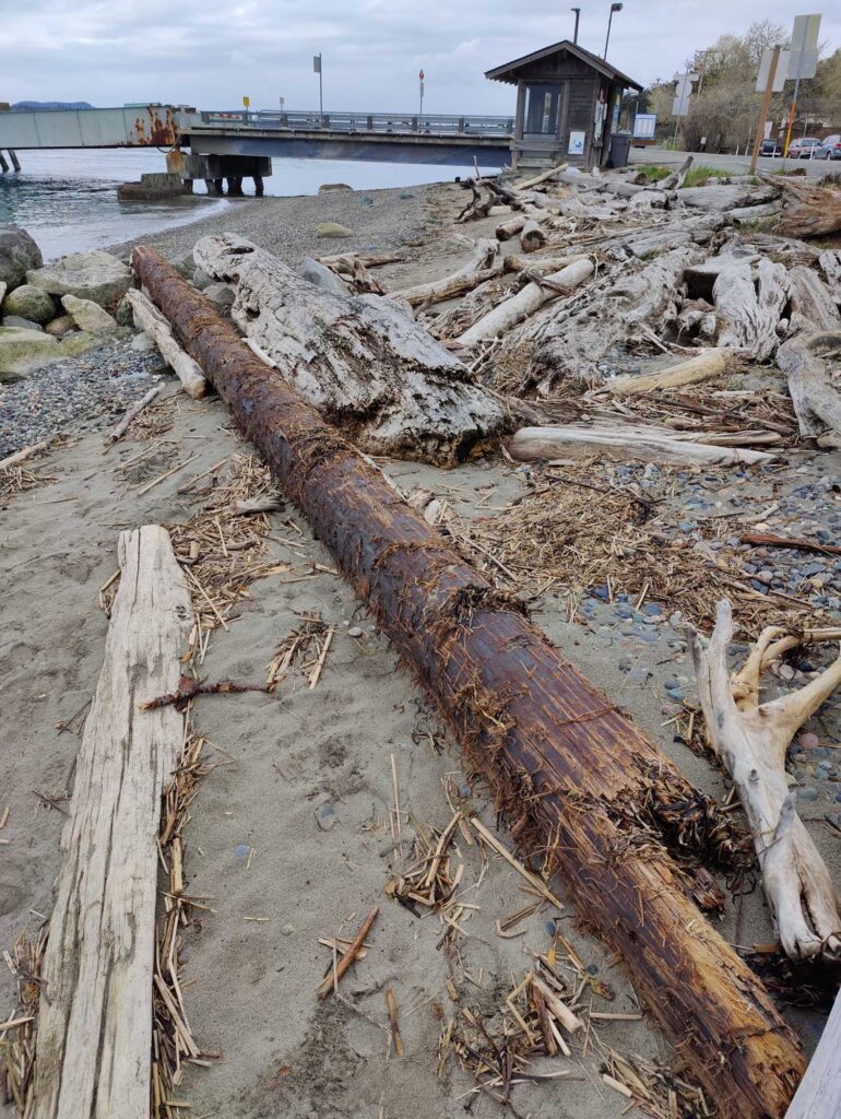 a pile of wood next to a body of water (MyCoast AI)