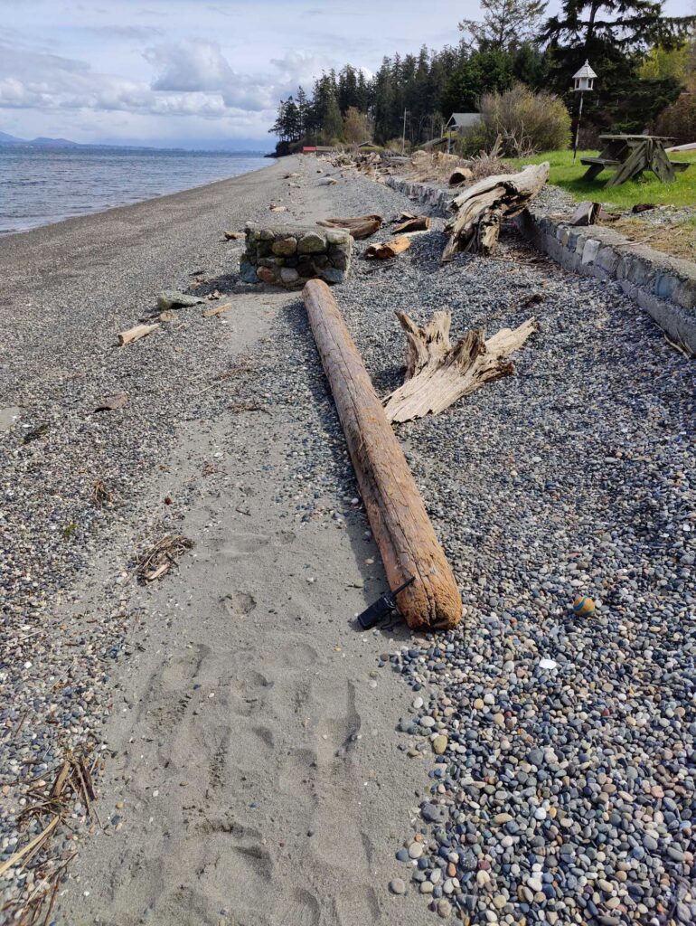 a log on a beach (MyCoast AI)
