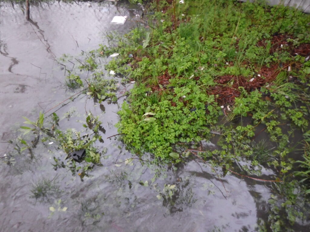 a small pond with plants growing in it (MyCoast AI)