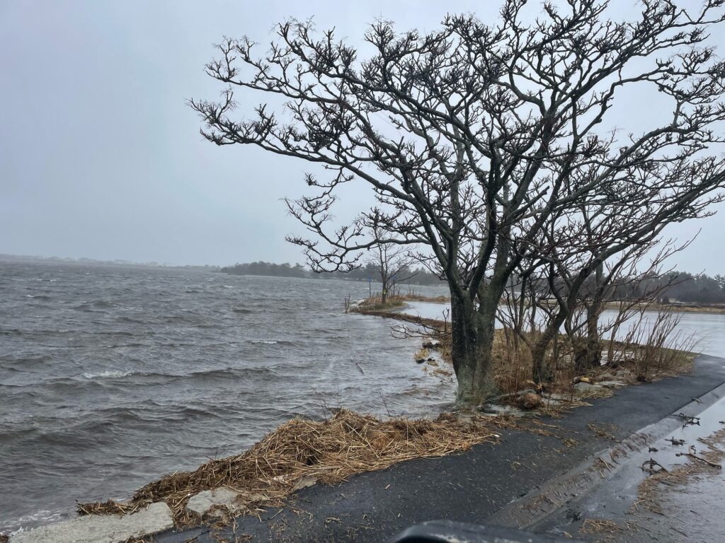 a tree next to a body of water (MyCoast AI)