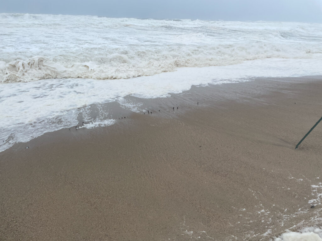 waves crashing on a beach (MyCoast AI)