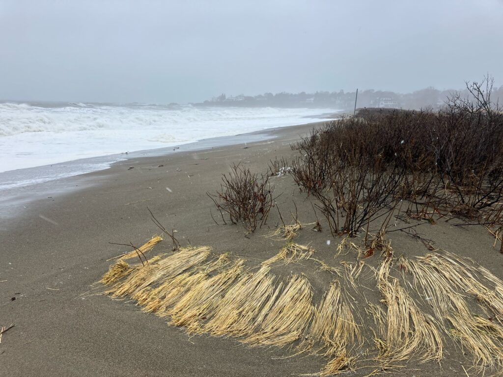 a beach with sand and plants (MyCoast AI)