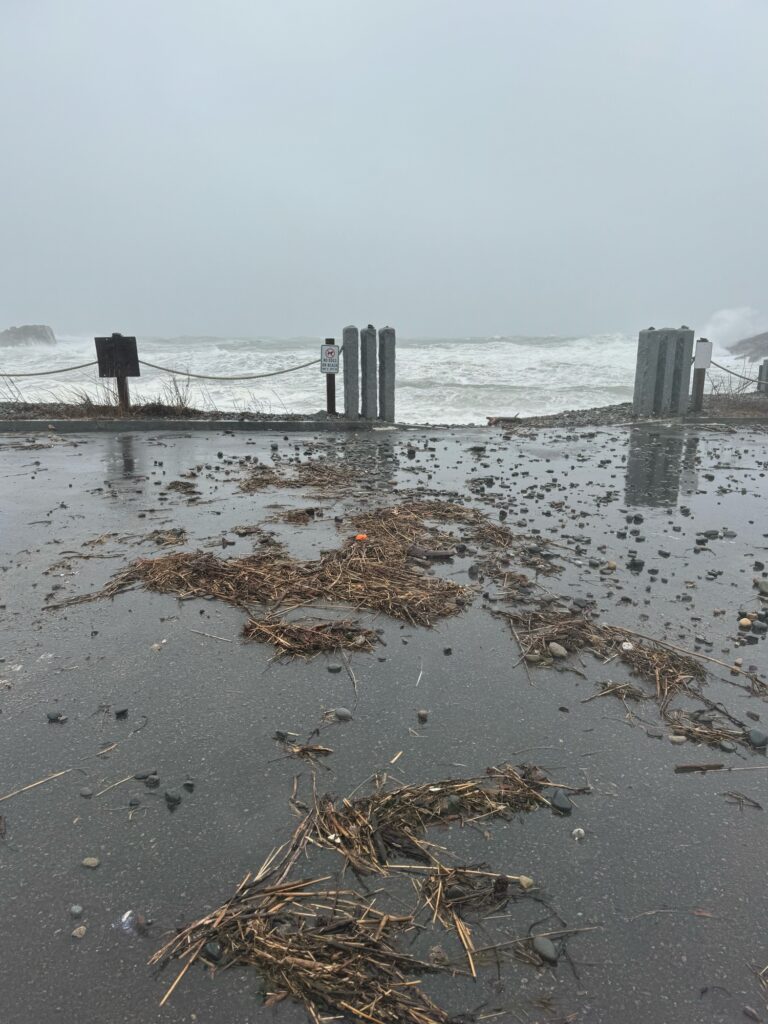 a beach with a pile of sticks and a pile of sticks (MyCoast AI)