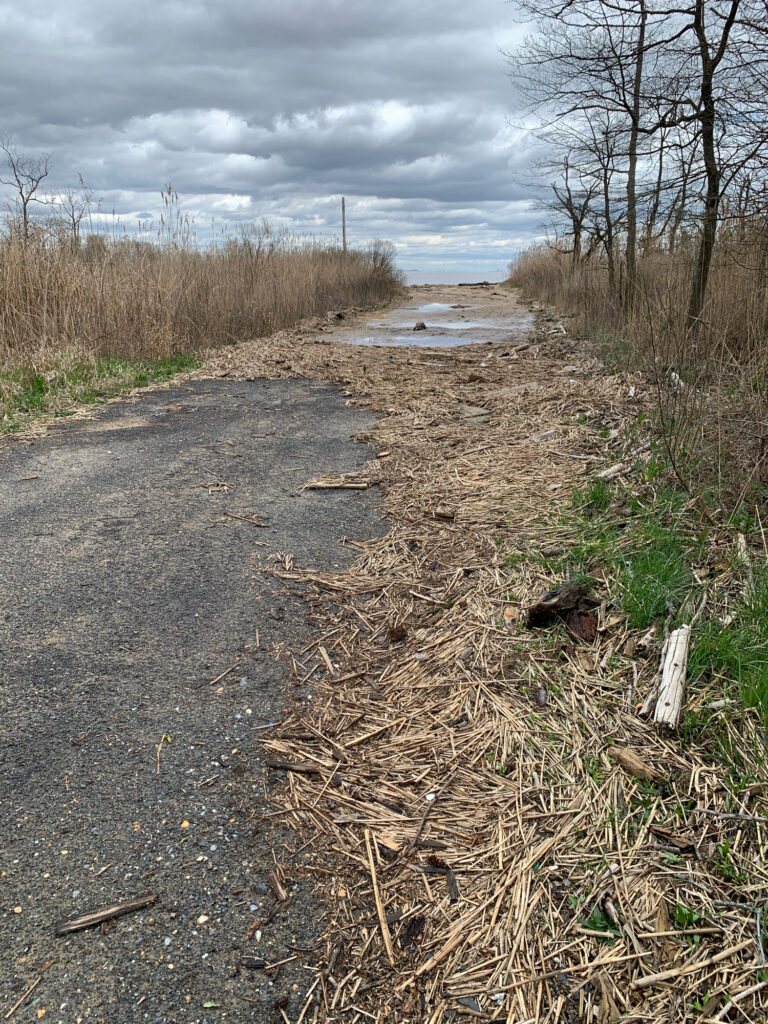 a dirt road with grass and trees on the side (MyCoast AI)