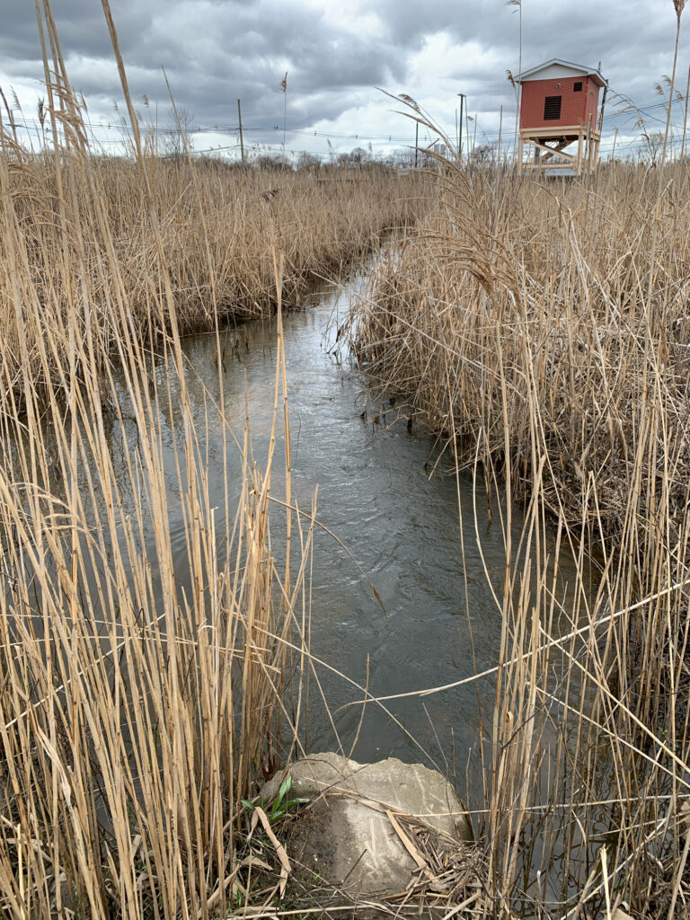 a small house in a marsh (MyCoast AI)