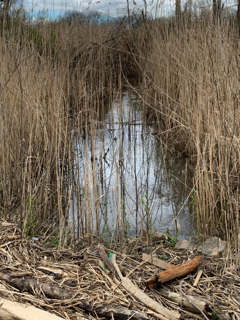 a swamp with tall grass (MyCoast AI)
