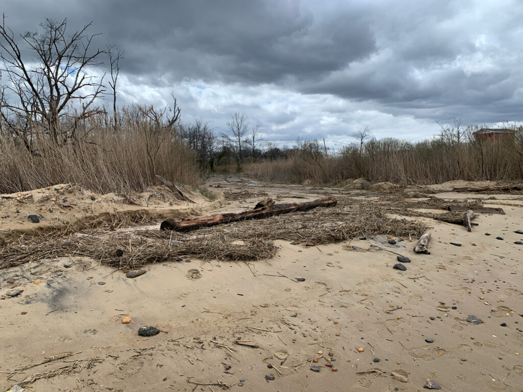 a sandy area with trees and bushes (MyCoast AI)