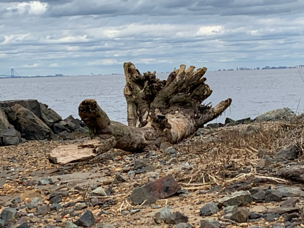 a pile of wood on a beach (MyCoast AI)