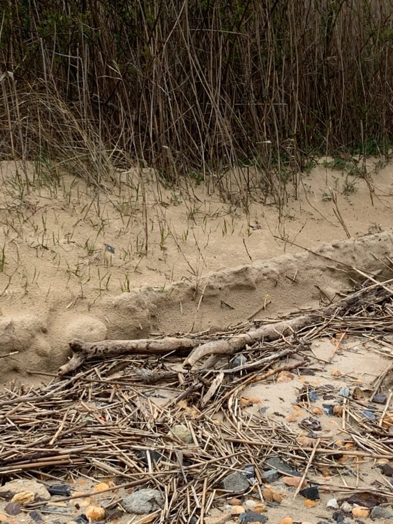 a group of sticks and branches on the ground (MyCoast AI)