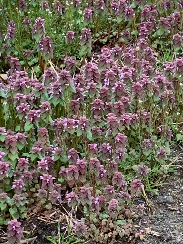 a bush with purple flowers (MyCoast AI)