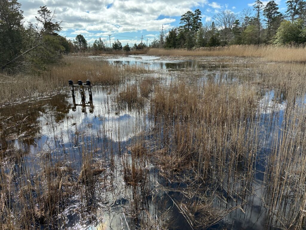a swamp with trees and grass (MyCoast AI)