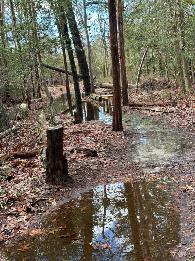 a small stream in the woods (MyCoast AI)
