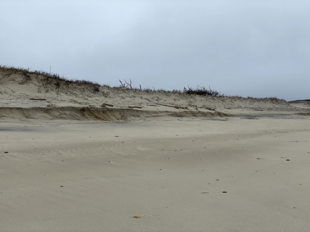 a sandy beach with bushes (MyCoast AI)