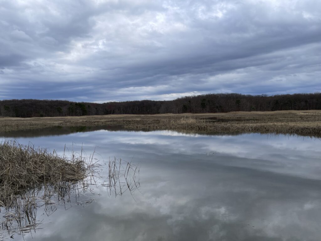 a lake with trees in the background (MyCoast AI)
